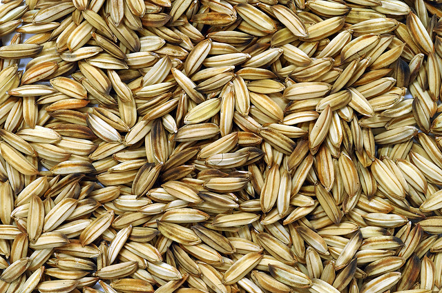 tubes-a-essais-biochimie-plantes-riz-2.jpg