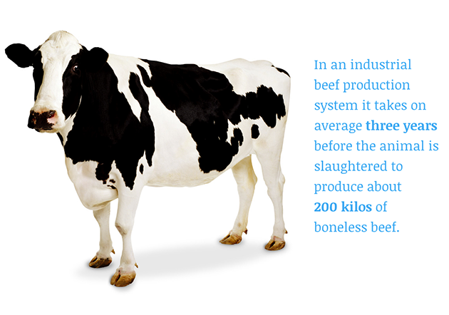 vache